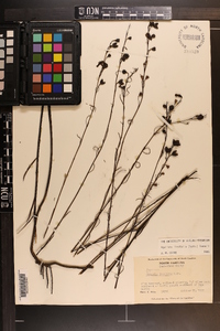 Agalinis linifolia image