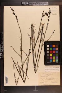 Agalinis linifolia image