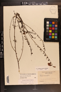 Agalinis fasciculata image