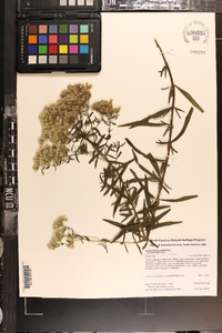 Eupatorium hyssopifolium image