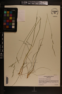 Sphenopholis filiformis image