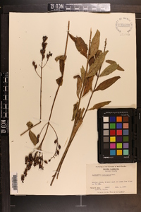 Aureolaria laevigata image