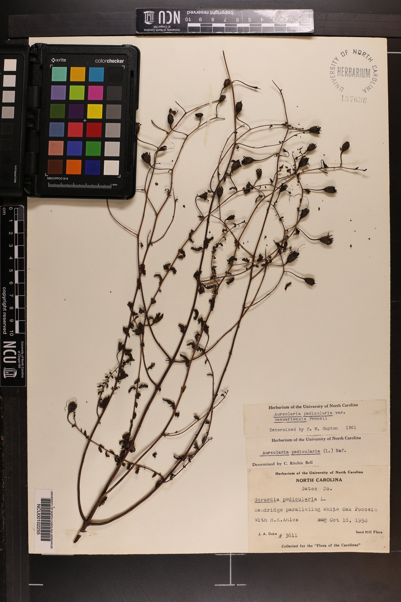 Aureolaria pedicularia var. caesariensis image