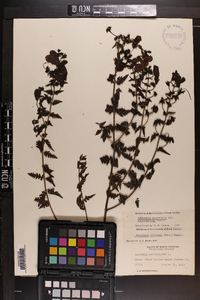 Aureolaria pedicularia var. austromontana image