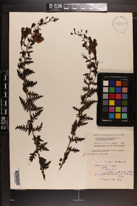 Aureolaria pedicularia var. austromontana image