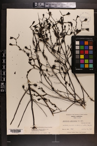 Aureolaria pedicularia image