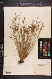 Fimbristylis annua image