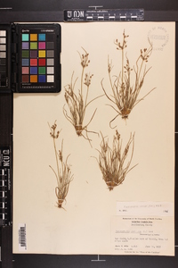 Fimbristylis annua image