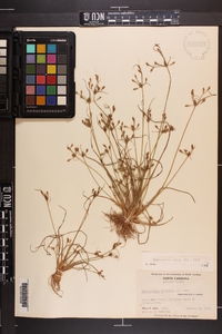 Fimbristylis annua image