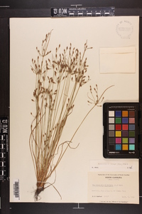 Fimbristylis annua image