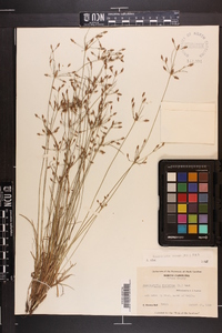 Fimbristylis annua image