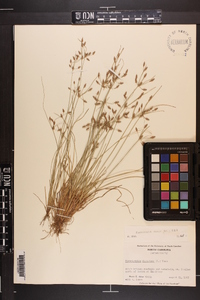 Fimbristylis annua image