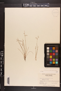 Fimbristylis annua image