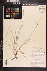 Fimbristylis annua image