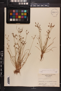 Fimbristylis annua image