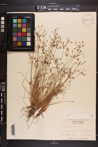 Fimbristylis annua image