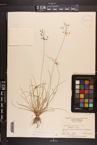 Fimbristylis annua image