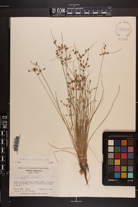 Fimbristylis annua image