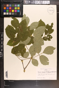 Fraxinus americana var. biltmoreana image