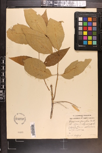 Fraxinus caroliniana image