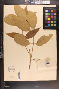 Fraxinus caroliniana image