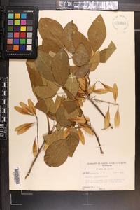 Fraxinus caroliniana image