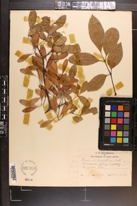 Fraxinus caroliniana image