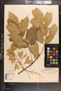 Fraxinus caroliniana image