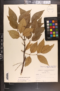 Fraxinus caroliniana image