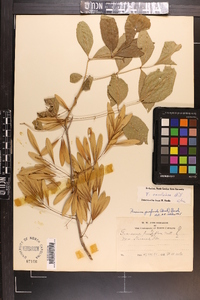 Fraxinus caroliniana image