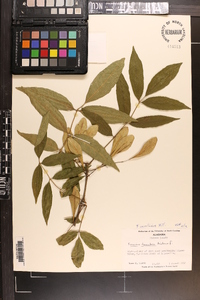 Fraxinus caroliniana image