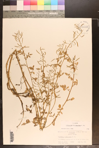 Nasturtium microphyllum image