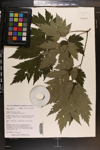 Actaea podocarpa image