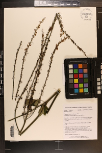 Actaea podocarpa image