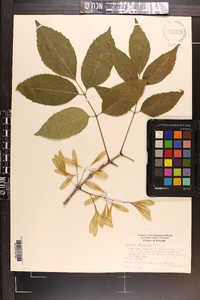 Fraxinus caroliniana image