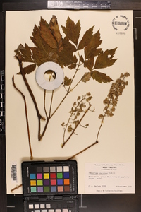 Actaea podocarpa image