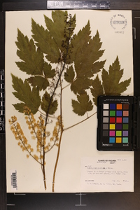 Actaea podocarpa image