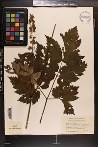 Actaea podocarpa image