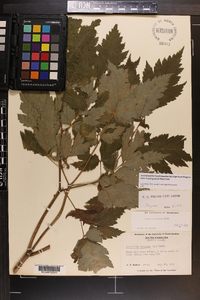 Actaea podocarpa image