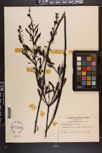 Aureolaria flava var. reticulata image