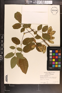 Fraxinus caroliniana image