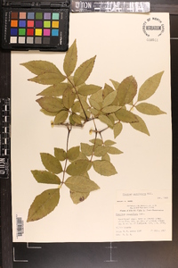 Fraxinus caroliniana image