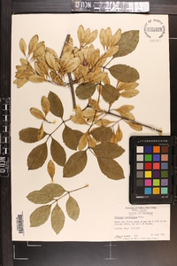 Fraxinus caroliniana image