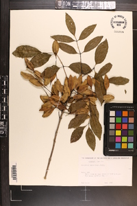 Fraxinus caroliniana image