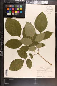 Fraxinus caroliniana image