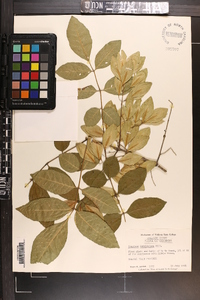 Fraxinus caroliniana image