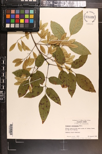 Fraxinus caroliniana image