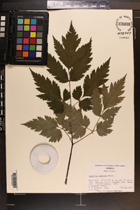 Actaea podocarpa image