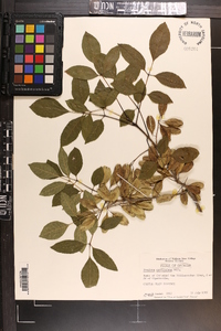 Fraxinus caroliniana image