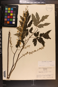 Actaea podocarpa image